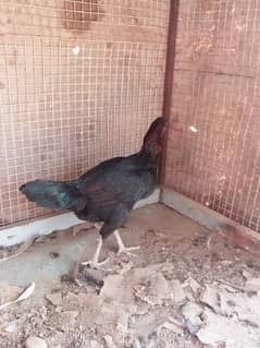 Full active Aseel hens