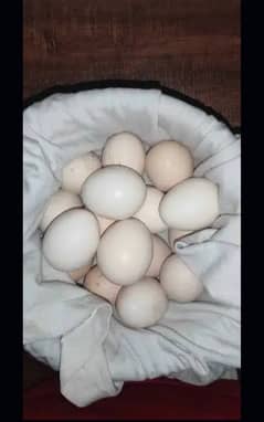 Aseel Eggs