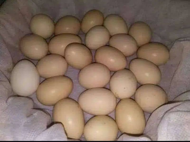 Aseel Eggs 9