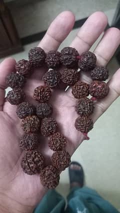 Nepal Panch Mukhi Rudrakhsha mala