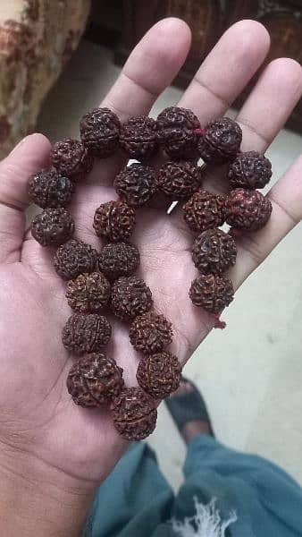 Nepal Panch Mukhi Rudrakhsha mala 1