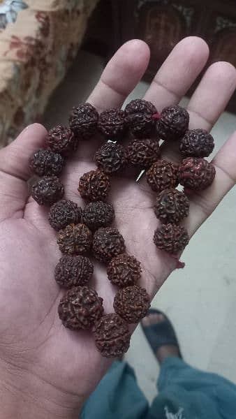 Nepal Panch Mukhi Rudrakhsha mala 2