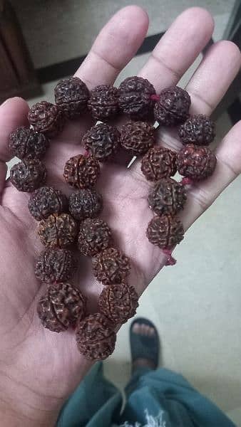 Nepal Panch Mukhi Rudrakhsha mala 3