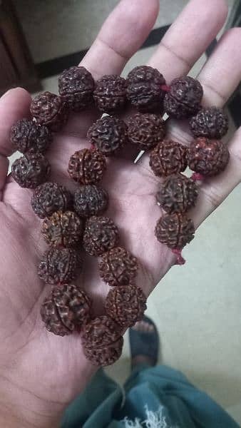 Nepal Panch Mukhi Rudrakhsha mala 4