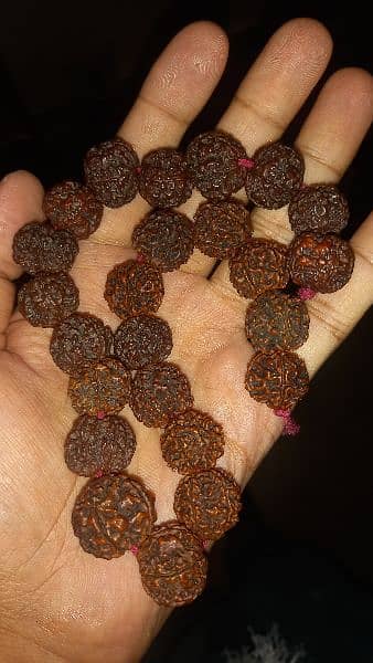 Nepal Panch Mukhi Rudrakhsha mala 5