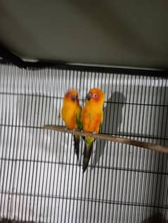 sun conure red factor breeder pair  DNA miss