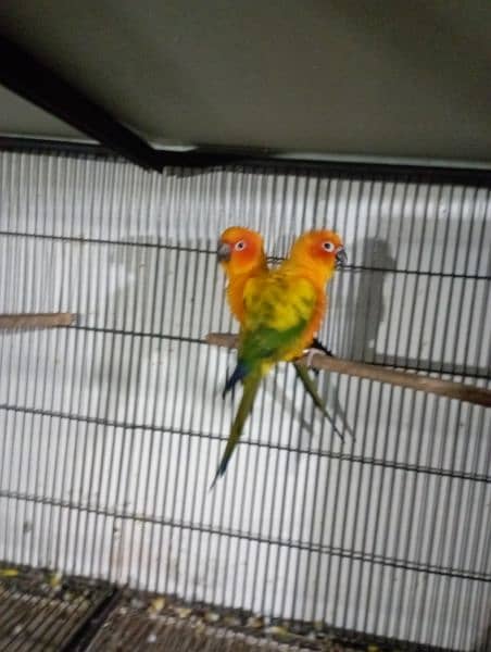 sun conure red factor breeder pair  DNA miss 1