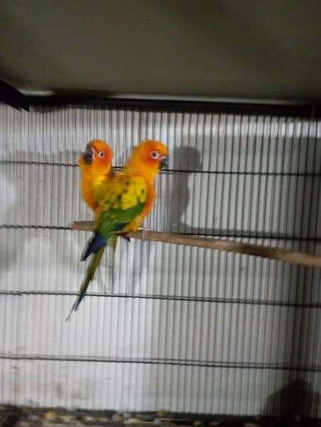 sun conure red factor breeder pair  DNA miss 2