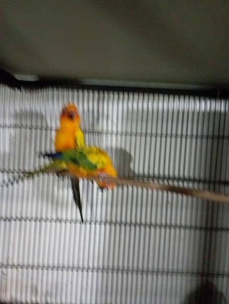 sun conure red factor breeder pair  DNA miss 3