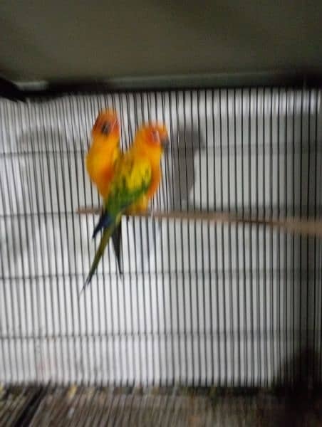 sun conure red factor breeder pair  DNA miss 4