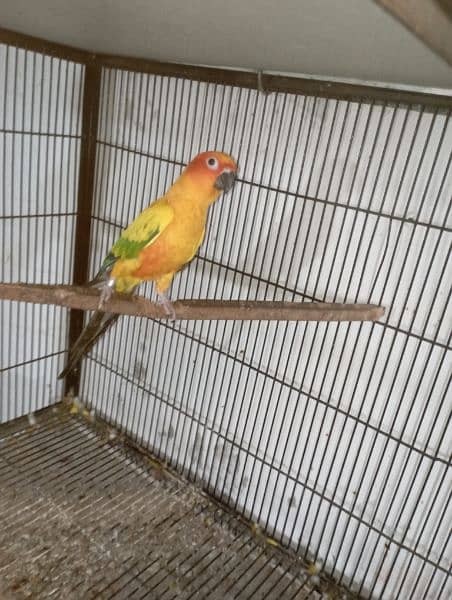 sun conure red factor breeder pair  DNA miss 6