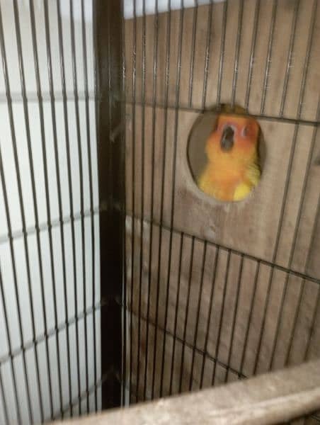 sun conure red factor breeder pair  DNA miss 7