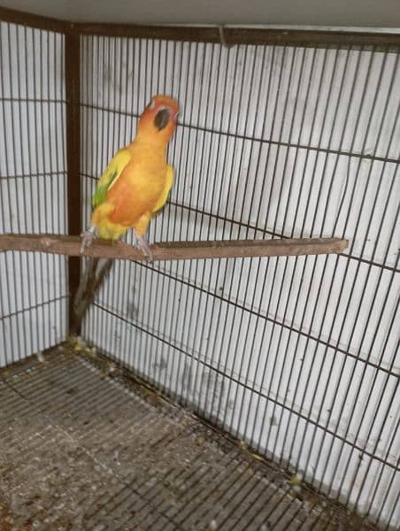 sun conure red factor breeder pair  DNA miss 8