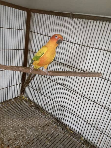 sun conure red factor breeder pair  DNA miss 9