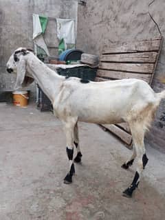 bakri