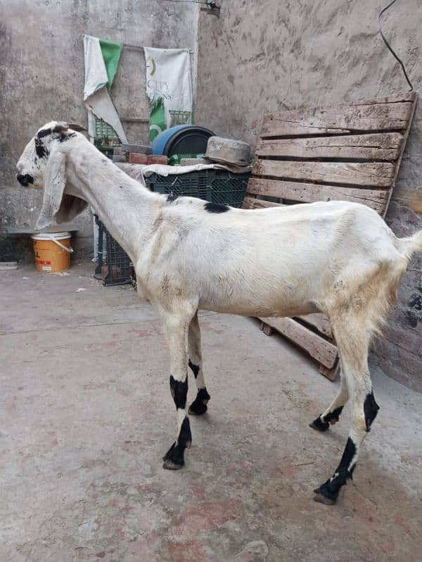 bakri for sale 0