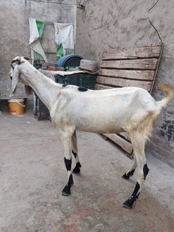 bakri for sale 1