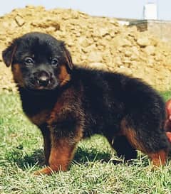 German shepherd puppies for sale / puppy / GSD / german shepherd