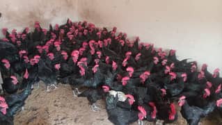 Australorp | Chicks Hens | Murgiya | Egg laying | Chiks | چوزے | sale