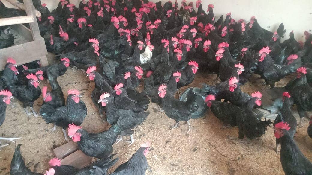 Australorp | Chicks Hens | Murgiya | Egg laying | Chiks | چوزے | sale 1