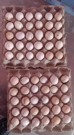 Australorp eggs for Sale. . .