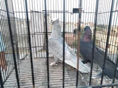 Pigeon for sale