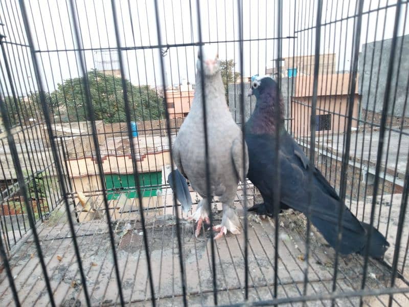 Pigeon for sale 1