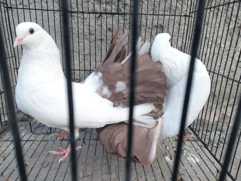 Pigeon for sale 3