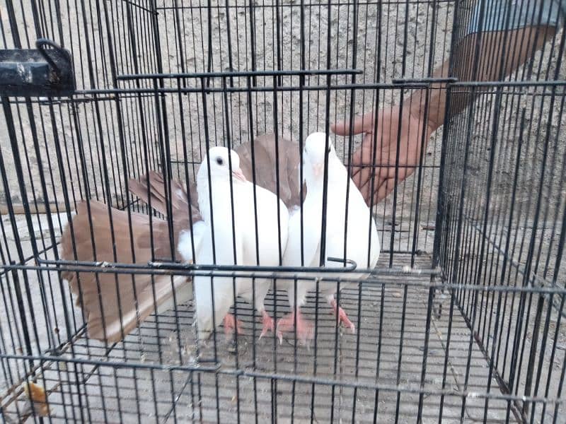 Pigeon for sale 5