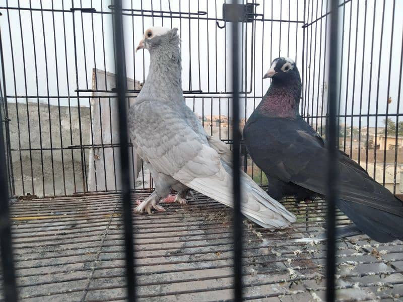 Pigeon for sale 6