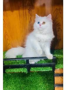 persian cat with beautiful eyes