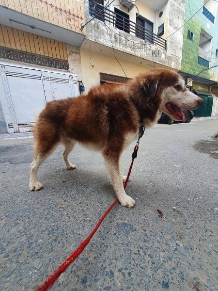 siberain husky long coat for sale 0