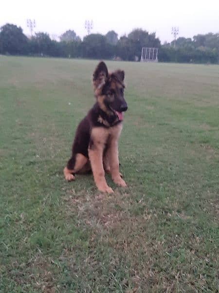 German shepherd Puppy 0