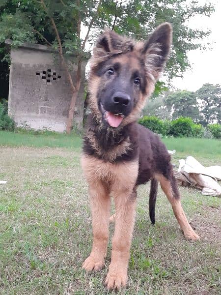 German shepherd Puppy 2