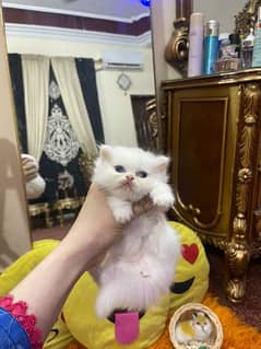 Triple coated persian kitten