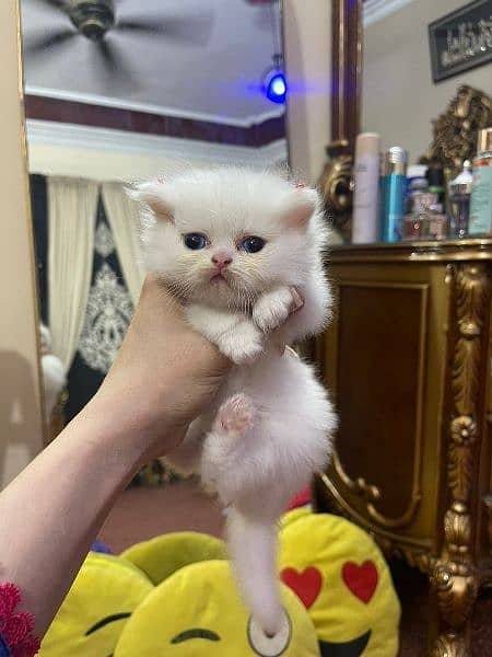 Triple coated persian kitten 1