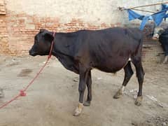 Brahman walati cros bachra 0