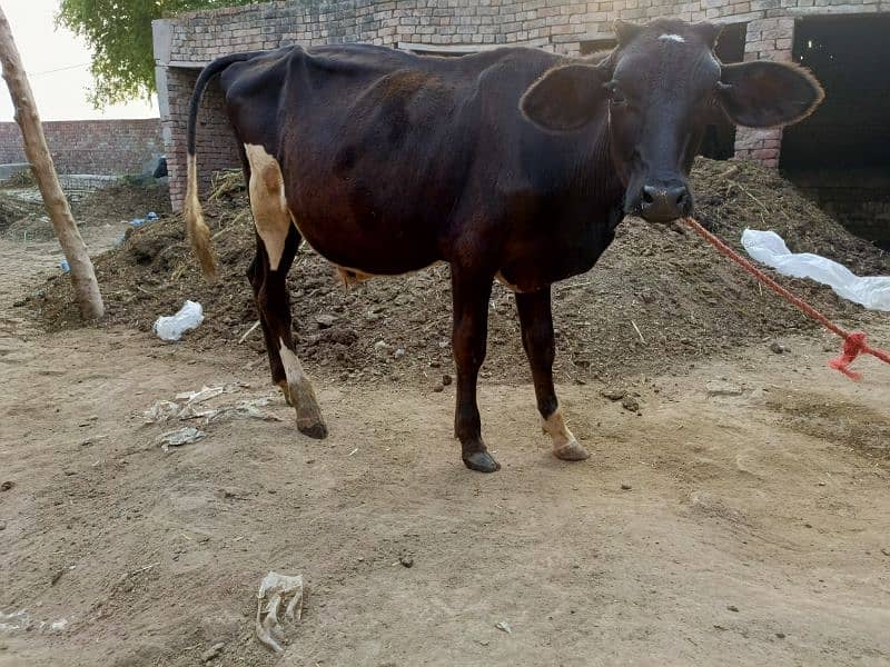 Brahman walati cros bachra 1