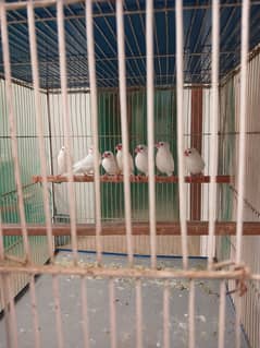 Java Breeding pair for Sale