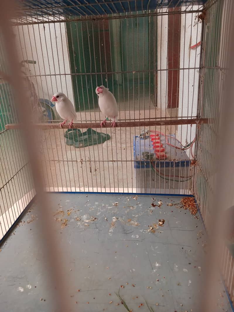 Java Breeding pair for Sale 3