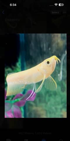 albino arowana, oscar , koi 0#3#2#3#4#1#1#78#7#9