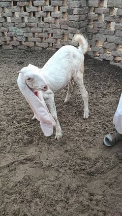 Gulabi Goat