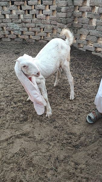 Gulabi Goat 0