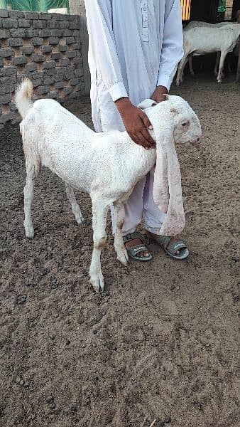 Gulabi Goat 1