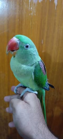 BEAUTIFUL HAND TAMED PARROT FEMALE 0