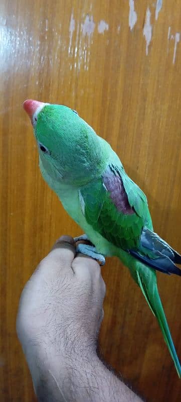 BEAUTIFUL HAND TAMED PARROT FEMALE 1