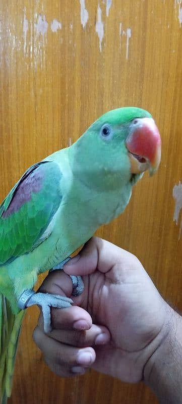 BEAUTIFUL HAND TAMED PARROT FEMALE 2