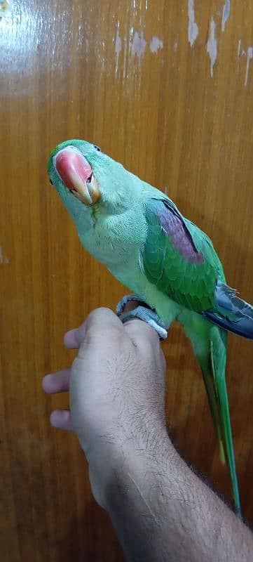 BEAUTIFUL HAND TAMED PARROT FEMALE 3