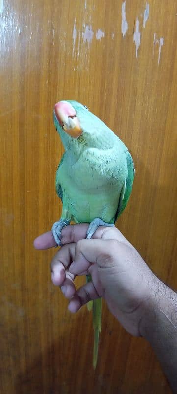 BEAUTIFUL HAND TAMED PARROT FEMALE 4