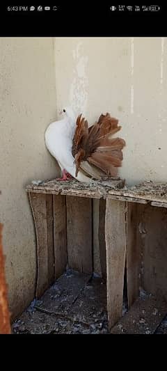 fancy red tailmark breeder male